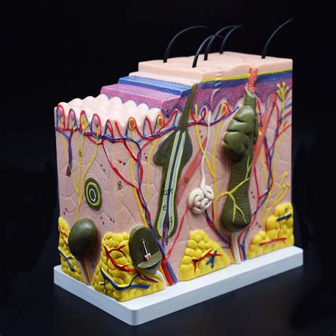 Skin Model, 50X Enlarged Anatomical Model Anatomy | Ubuy India