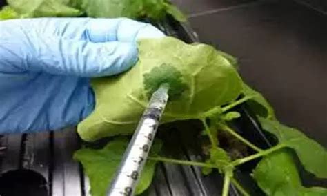 Scientists develop effective, safer and less costly polio vaccine