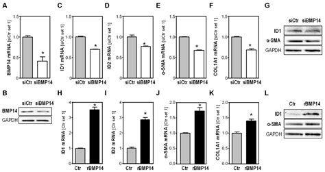 Expression of Bone Morphogenetic Protein 14 in Liver Disease and Cancer