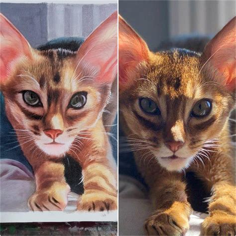 Xerxes (my dad's cat) as a kitten : r/Abyssinians