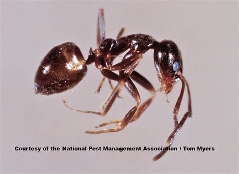 Ants: Fun Facts About Ants & Ant Information for Kids