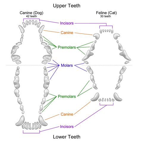 How many teeth do dogs & cats have? | Knapp Vet Hospital | Columbus OH