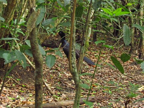 Crestless Curassow - eBird