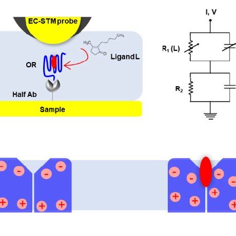 Image result for Parallel E Model