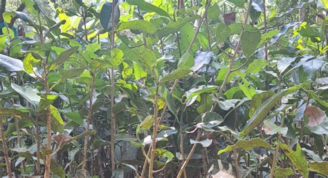 Wholesale Dealer of Lemon Plant Saplings suppliers in Dindigul