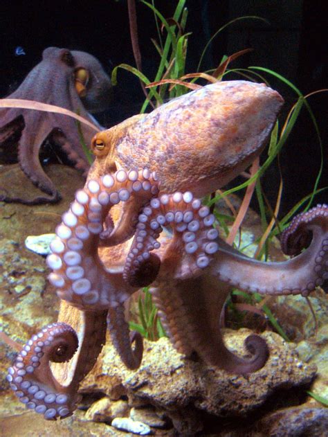 Why Does An Octopus Die After Mating at Ashley Fuller blog