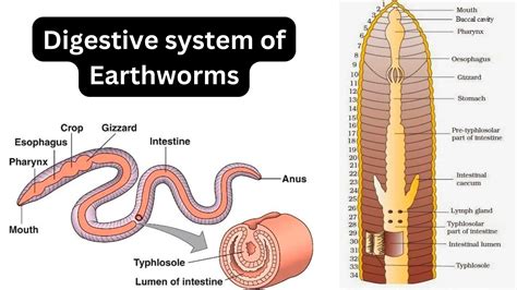 Phylum Onychophora - Characteristics, Classification - Biology Notes Online