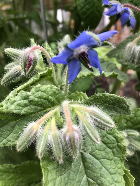 Borage Companion Plant