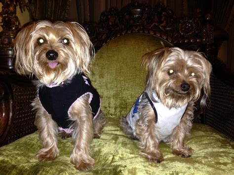 Q: How can I, as a dealer, add inventory to GoAntiquing! so it is ...