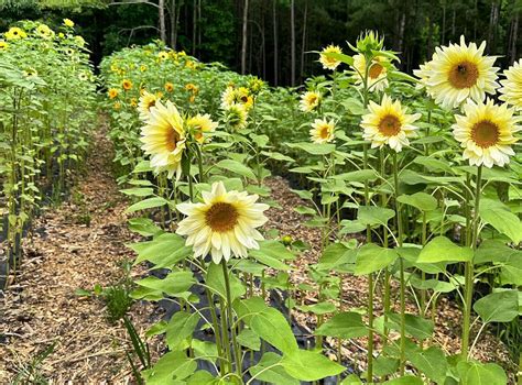 How Long Do Sunflower Fields Bloom at Jerry Brennan blog