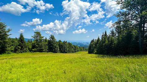 Wallpaper grass, field, trees, sky, nature hd, picture, image