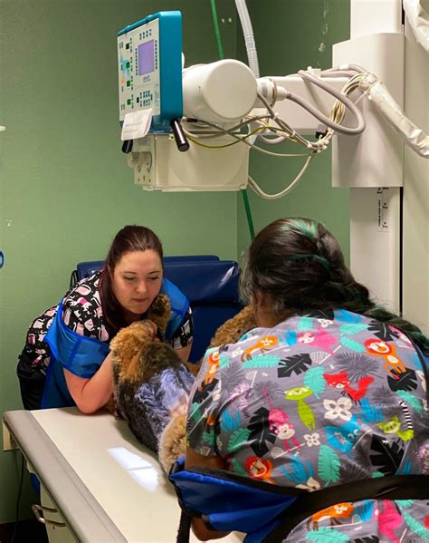 Services — Hewitt Veterinary Hospital, Waco Texas