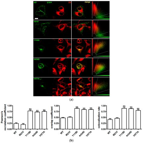 Functional Testing of SLC26A4 Variants—Clinical and Molecular Analysis ...