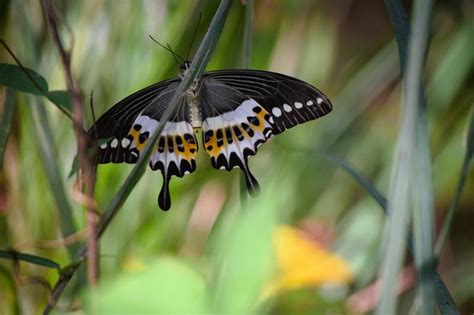 Papilio liomedon | Butterfly