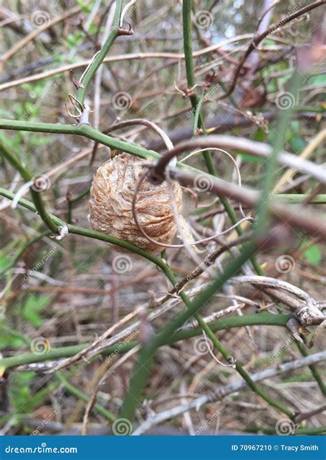 Praying Mantis Cocoon on Branch Early Spring Stock Photo - Image of bush, early: 70967210