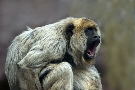 11 of the Loudest Animals on Earth