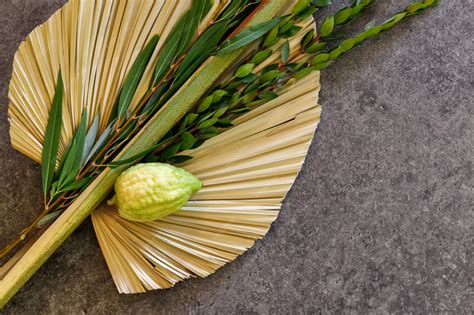 Premium Photo | Jewish holiday of sukkot traditional symbols the four species etrog citron lulav ...