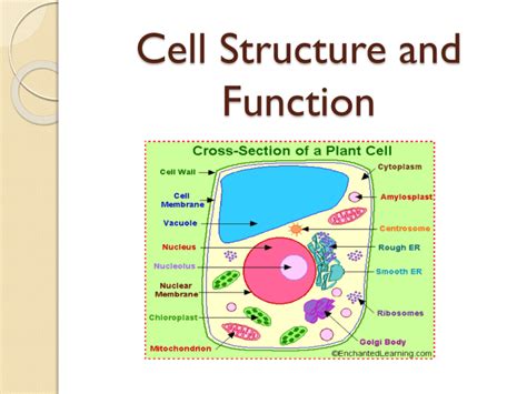 Cell Structure and Function Animation 的图像结果