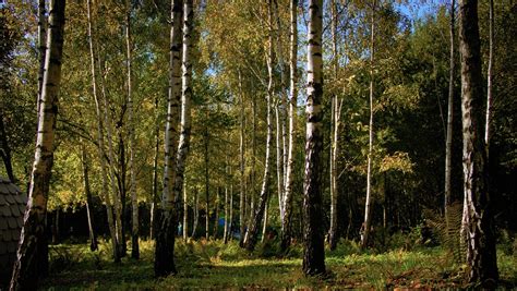 Густой Лес Лас-Городской Белые - Бесплатное фото на Pixabay