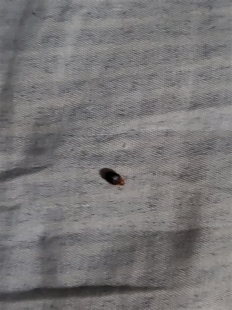 Are these bedbugs? Found near bed of an airBnB. Very small, but similar ...