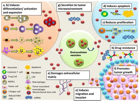 The Role of Extracellular Vesicles as Modulators of the Tumor ...