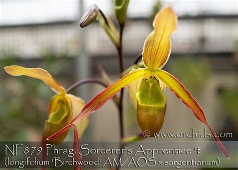 Phrag. Sorcerer's Apprentice 4N (longifolium 'Birchwood' AM/AOS x ...