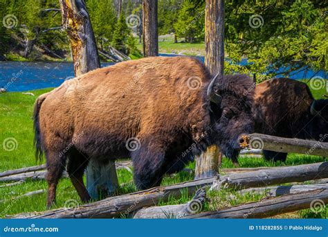 Close Up of Dangerous American Bison Buffalo Grazing Inside the Forest in Yellowstone National ...