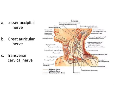 The cervical plexus | PPTX