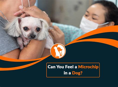 How To Feel For A Dog's Microchip at Cindy Ehrhardt blog