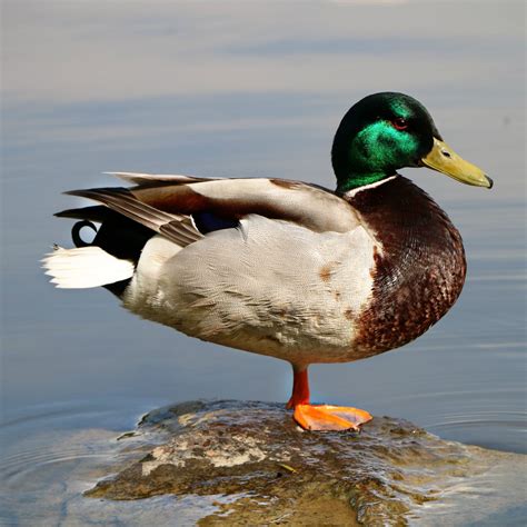 Shop Male Silver Appleyard Ducklings for Sale