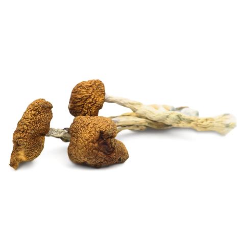 Buy Daddy Long Legs Magic Mushrooms Online