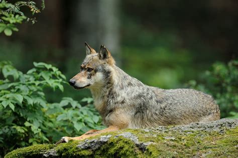 The wolves' habitat – Gray wolves prefer to live in mountain forests, grasslands and scrubland ...