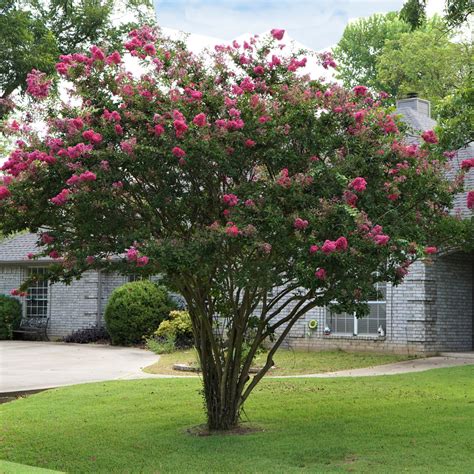 Buy Affordable Crapemyrtle (Crape Myrtle) shrub - Lagerstroemia indica ...