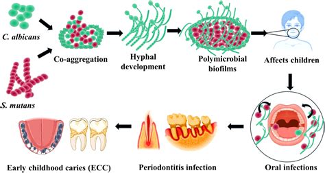 Frontiers | Multifaceted roles of Candida albicans and Streptococcus mutans in contributing to ...