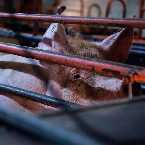 Factory Farming 的图像结果