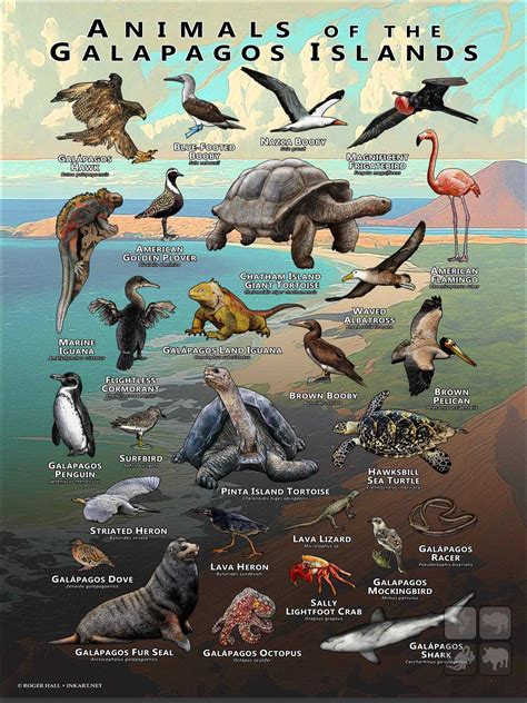 Species On Galapagos