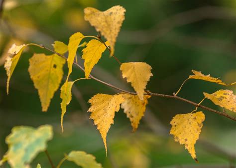 6 Types of Birch Trees with Gorgeous Fall Foliage