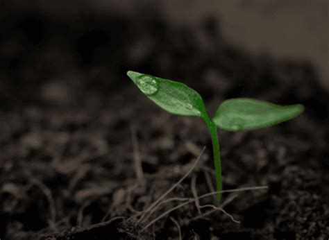 Environment 的图像结果