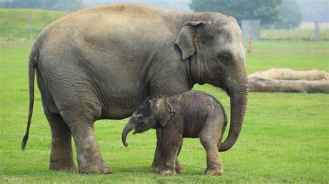 File:Asian Elephant (Elephas maximus) (7852943934).jpg - Wikimedia Commons