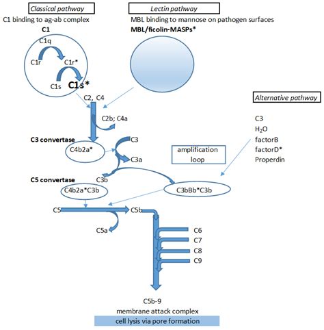 Design and Selection of Novel C1s Inhibitors by In Silico and In Vitro ...