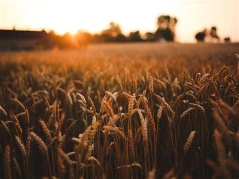 UPL and CH4 Global to bring methane reducing feed supplement to ...
