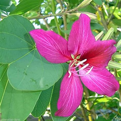 Kachnar tree plant, kanchan phool Bauhinia Purpurea plant live pack of ...