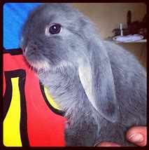 Image result for Mini Holland Lop