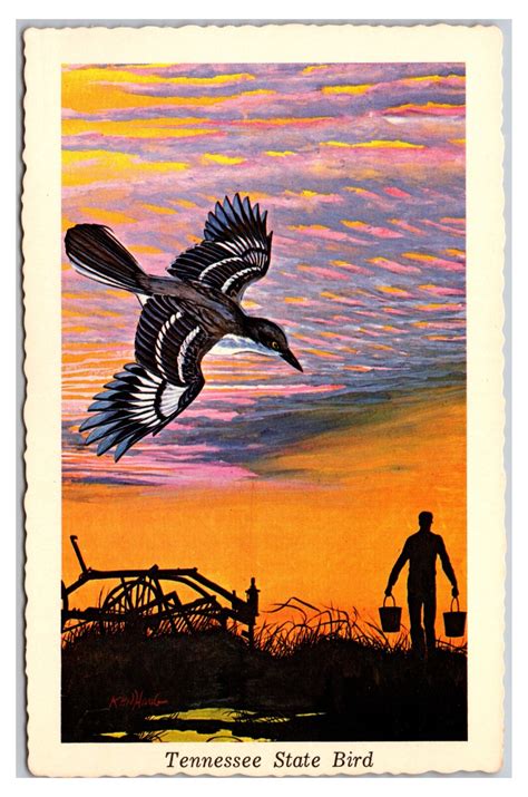 Vintage 1960s - Mocking Bird Tennessee State Bird Postcard (UnPosted) | eBay