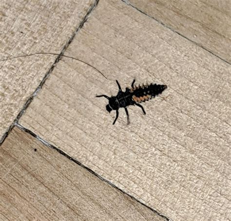 Strange bug I found (Quebec) : r/whatsthisbug - founded quebec