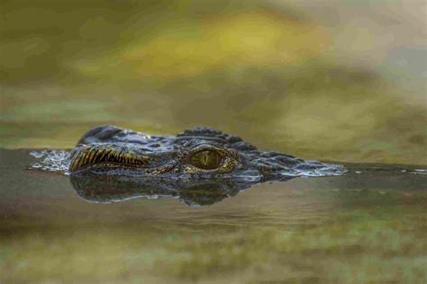 Alligator Reptile Or Amphibian | Swamp Fever Airboat Adventures