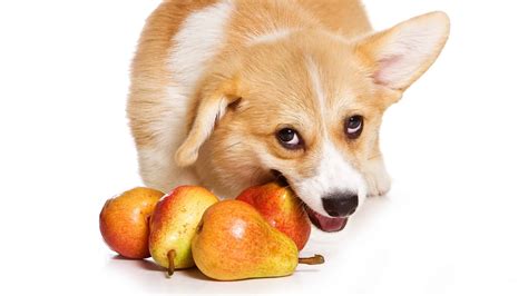 14 Fruit That Are Safe For Dogs To Eat - A-Z Animals