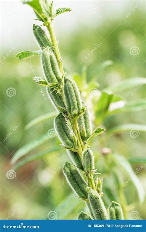 Sesame Seed Flower on Tree in Field Stock Photo - Image of outdoor ...