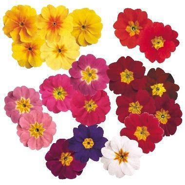 Primula Acaulis Danova Mix Flower Seeds – ChhajedGarden.com