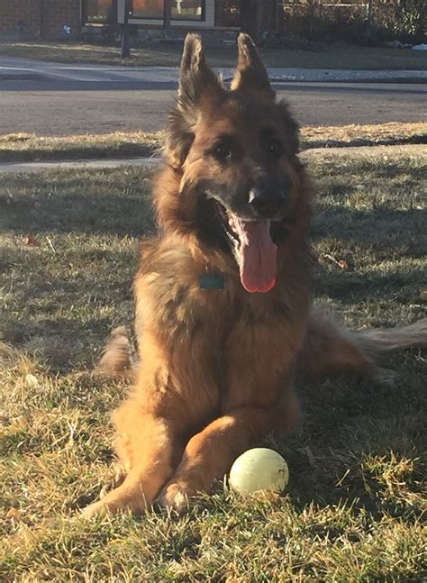 Paws 4 A Cure is an all-volunteer 501(c)(3) nonprofit organization that ...